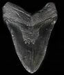 Large, Fossil Megalodon Tooth #57456-2